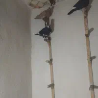 کبوتر نر شکار
