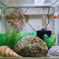 آکواریوم ماهی