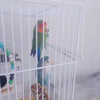 یک جفت طوطی کوتوله برزیلی