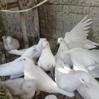 کبوترپرشی وزینتی نوک ریز|پرنده|فردیس, شهرک شهید حسینی|دیوار