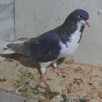 چندتا کفتر نرو ماده