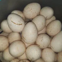 تخم بوقلمون