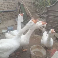 قو غاز خالماگور|حیوانات مزرعه|همدان, |دیوار