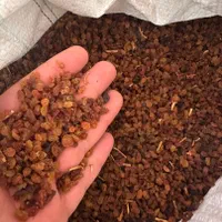 کشمش،آبگیری دیم،تیز آب نخورده،بی دانه،چای بهاره|خوردنی و آشامیدنی|رشت, جانبازان|دیوار