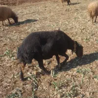 تعداد ۲میش اوستن|حیوانات مزرعه|تربت جام, امام|دیوار