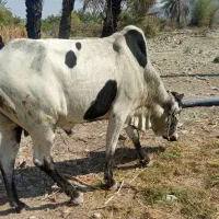 فروش دورس نرگاو دوستان و مشتریان فقط بزنگید