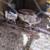 کفترتیدی اصلی