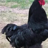 مرغ خروس سیاه سفید مشکی قربانی آنلاین حضوری ارسال|حیوانات مزرعه|تهران, صادقیه|دیوار