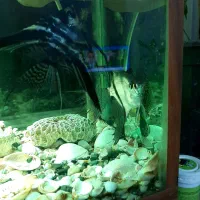 یه جفت ماهی آنجل|ماهی|وحیدیه, |دیوار