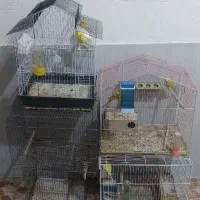 مرغ عشق همراه با قفس|پرنده|بندر گناوه, |دیوار