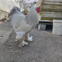 2 تا خروس برهمای اصیل