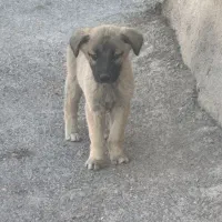 واگذاری دو عدد سگ