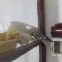 عروس هلندی|پرنده|صباشهر, |دیوار