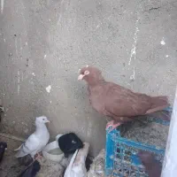 کبوتر|پرنده|فیروزه, |دیوار