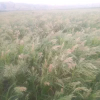 ارزن|عمده‌فروشی|دره شهر, |دیوار