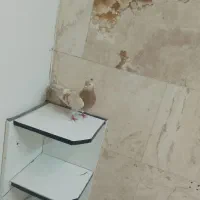 کبوتر زرد|پرنده|محلات, |دیوار