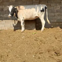 گاوشیری آبستن|حیوانات مزرعه|زابل, |دیوار