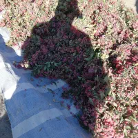 زرشک تازه چیده شده|خوردنی و آشامیدنی|جلگه ماژان, |دیوار