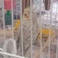 عروس هلندی گمشده