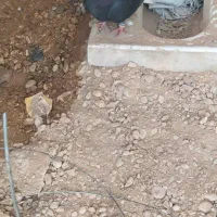 کبوتر دم سفید سالم سرحال نیاز به پول دارم|پرنده|رامهرمز, |دیوار