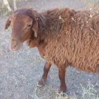میش بره