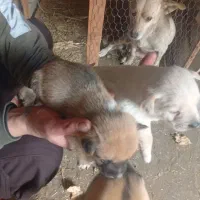 سگ خانگی|سگ|تهران, سازمان آب|دیوار