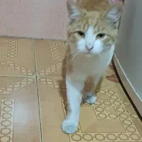 گربه ماده سفید نارنجی واگذاری رایگان