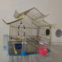 طوطی برزیلی|پرنده|دزفول, |دیوار