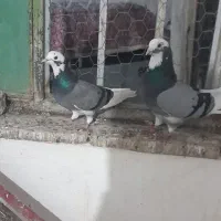 کبوتر