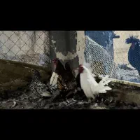 جوجه لهستانی و پولند یک روزه و تخم سبرایت|حیوانات مزرعه|قنوات, |دیوار