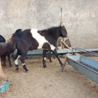 نر بز نجدی|حیوانات مزرعه|الشتر, |دیوار