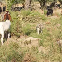 فروش گله بز|حیوانات مزرعه|بهبهان, |دیوار