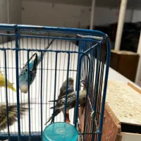 مرغ عشق|پرنده|قم, هفت تیر|دیوار