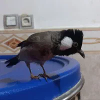 قناری گمشده|پرنده|چابهار, |دیوار