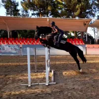 آموزش سوارکاری|خدمات آموزشی|تهران, پیکان شهر|دیوار