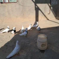 کبوتر طوقی|پرنده|کبودرآهنگ, |دیوار