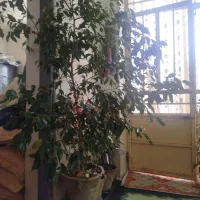 گل بنجامین حدود یک متر ونیم|گل و گیاه طبیعی|میاندوآب, |دیوار