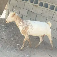 بز آبستن ۲ ماه به بالا|حیوانات مزرعه|بندرعباس, |دیوار