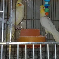 عروس هلندی کلکسیونی