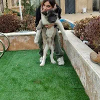 مربی سگ آموزش و تربیت سگ