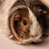 خوکچه هندی مینیاتوری