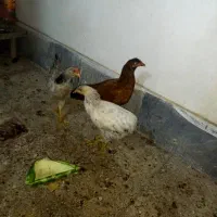 خروس و مرغ عربی