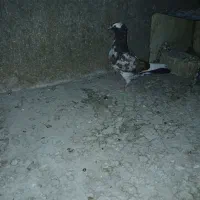 کفتر تهرانی سنجابی و سرور