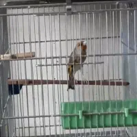 سهره قناری اوستا لربخون ۷ دهن پاک مهر مهر|پرنده|پرند, فاز ۶|دیوار