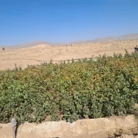 نهال پسته۴۰۴ فروشی|خدمات باغبانی و درختکاری|حنا, |دیوار