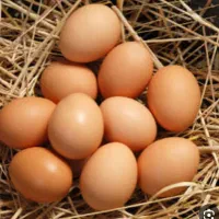 تخم مرغ محلی