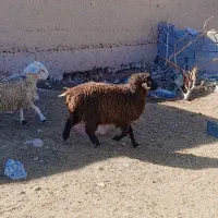 میش بره بره نر افشار|حیوانات مزرعه|کرمان, |دیوار