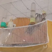 عروس هلندی دستی|پرنده|مشهد, محمدآباد|دیوار