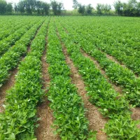 زمین-کشاورزی