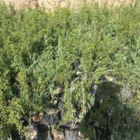 نهال بادام دیر گل شاهرودی